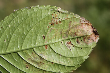 Rust caused by Puccinia komarovii on green leaf of Impatiens parviflora (Small balsam)
