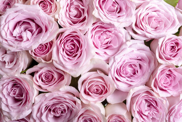 A lot of small blossoming buds of pink roses top view close up - beautiful floral background