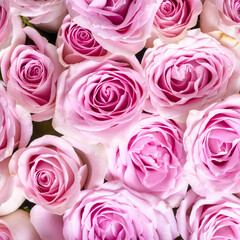 A lot of small blossoming buds of pink roses top view close up - beautiful floral background