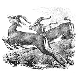 Fototapeta premium Dorcas Gazelle / Antique engraved illustration from Brockhaus Konversations-Lexikon 1908
