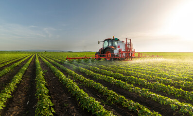 Obraz premium Tractor spraying soy field in sunset.