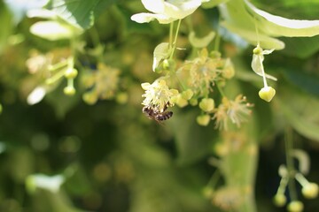 Abeille sur une fleur de tilleul 