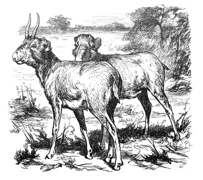 Saiga or Saigas (Colus tataricus) / Antique engraved illustration from Brockhaus Konversations-Lexikon 1908