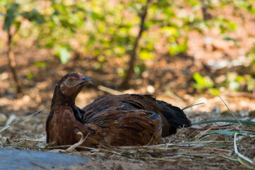 chicken
