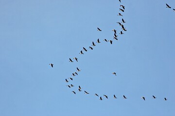 Kraniche im Formationsflug