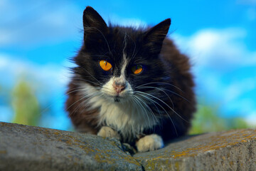 black cute kitty with beautiful eyes 