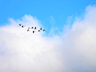 Wildgänse am Wolkenhimmel