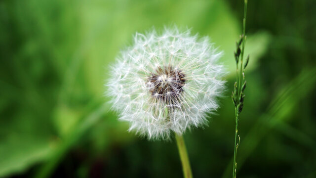 Dandelion Flower with Green Natural Bokeh Background  