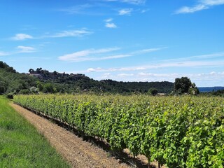Fototapeta na wymiar Paysage provençal - Vignes en Provence