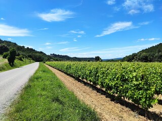 Fototapeta na wymiar Paysage provençal - Vignes en Provence