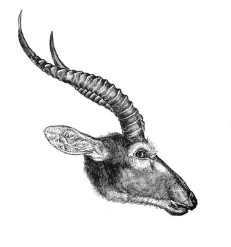 Kalabuck deer or gazelle / Antique engraved illustration from Brockhaus Konversations-Lexikon 1908