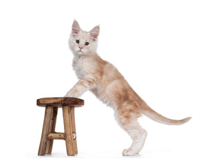 Sweet red shaded Maine Coon cat kitten, standing side ways with front paws on litlle wooden stool. Looking straight at camera with droopy eyes. Isolated on white background.