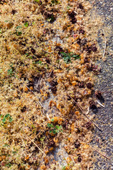 open dry cones of cypress on the ground