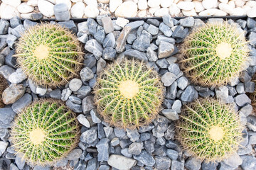 Top view or flat lay big cactuses growing on stone background.This name is Golden barrel cactus or Echinocactus grusonii.
