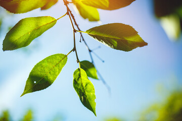 Fototapeta na wymiar Close up of fresh green leafs