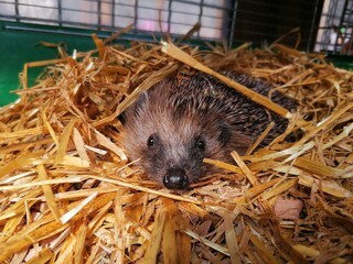 close up of a hedgehog in a haystack © Bianca