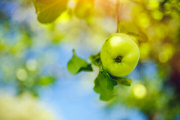 Close up of fresh organic apples