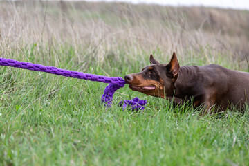 Brown doberman dobermann dog plays tug of purple. Lying huddled to the ground on the lawn....