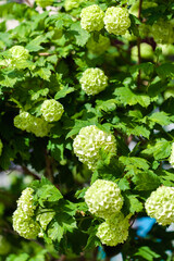 Roseum, White snowball viburnum, Viburnum Boul de Neige