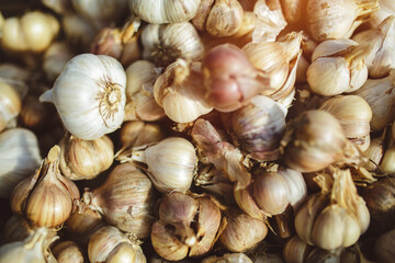 Freshly harvested pile of garlics drying