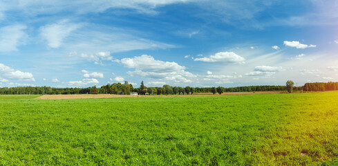Fototapeta na wymiar Bright green field and blue sky