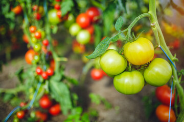 Organic red ripe tomatoes grown in a greenhouse