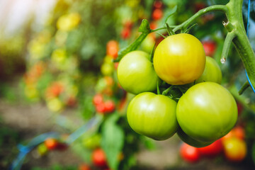 Organic red ripe tomatoes grown in a greenhouse