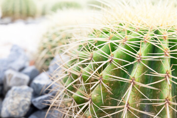 Close up big cactuses growing on stone background.This name is Golden barrel cactus or Echinocactus grusonii.