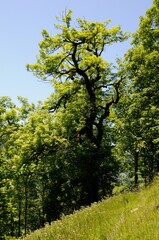 Beau chêne au feuillage lumineux et verdoyant au soleil et tronc noir tordu, se dressant vert le ciel en été.