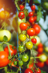 Organic red ripe tomatoes grown in a greenhouse