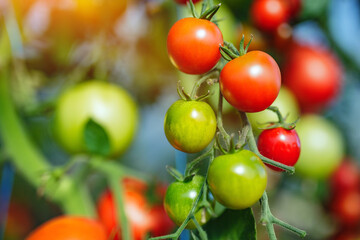 Organic red ripe tomatoes grown in a greenhouse