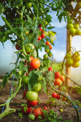 Organic red ripe tomatoes grown in a greenhouse