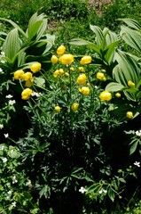 Gros plan en macro sur des trolle jaunes, en &eacute;t&eacute;, au soleil, dans une prairie de montagne, dans les alpes suisses.