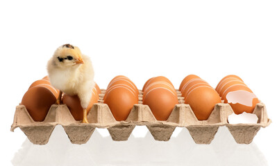 Little Chick hatching from egg on egg tray isolated on white background