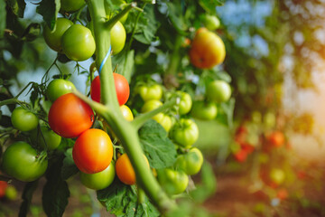 Organic red ripe tomatoes grown in a greenhouse