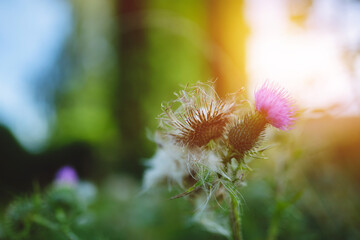 Milk thistle flowerhead at sunrise