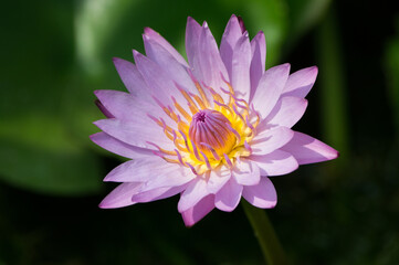 Obraz premium landscape