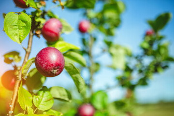 Close up of fresh organic apples