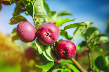 Close up of fresh organic apples