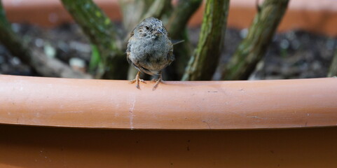 hedge brown in the garden