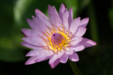 Obraz premium landscape