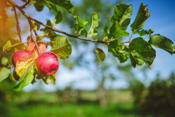 Close up of fresh organic apples