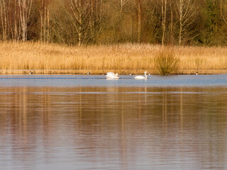 Naklejka na ściany i meble Male and female mute swans enjoying coutship dances in early springtime at Neumans flash lakes, Northwich, Knutsford, Cheshire, UK