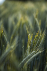 Blick in ein Weizenfeld auf Weizenähren scharf im Vordergrund und unscharf im Hintergrund