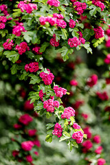 Obraz premium Spring time. Blooming decorative hawthorn with pink small flowers.