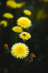 Small bee on beautiful dandelions with green background