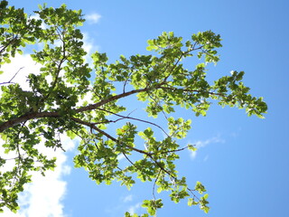 Branche de chêne