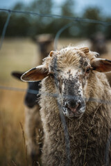 Schaf blickt in die Kamera auf einer Weide an einem regnerischem Tag
