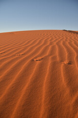 Animal prints on Sahara desert orange sand