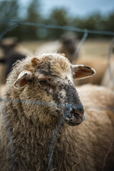 Schaf blickt in die Kamera auf einer Weide an einem regnerischem Tag